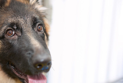 德国牧羊犬在笼子附近看着相机微笑着与复制空间