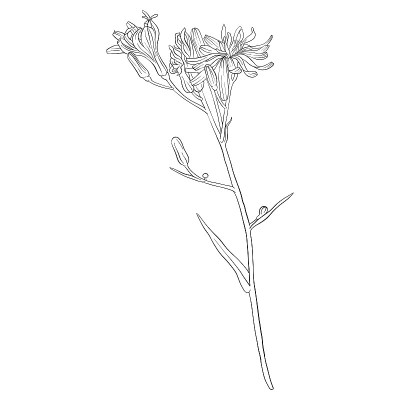矢量画蓝莴苣