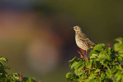 丹麦草甸Pipit (Anthus pratensis)栖息着满是昆虫的喙。