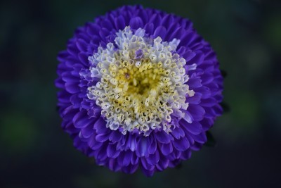 紫菀五彩花微距照片