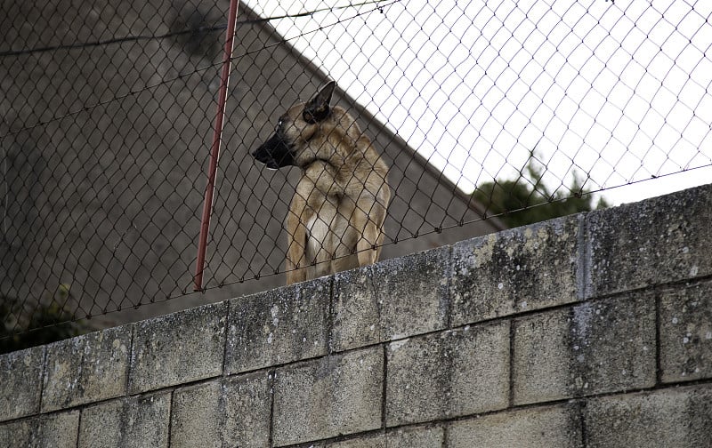 狗被关在狗窝里