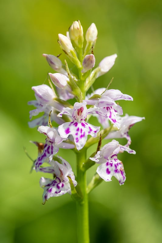 花兰(dactylorhiza fuchsii)