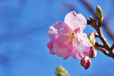 樱花