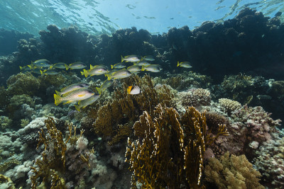 红海中的黑斑瓢虫和水生生物。