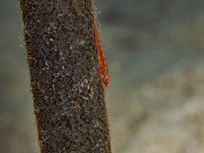 Loki Whip Goby, peitschenkorlen - zwerggrundel (Br