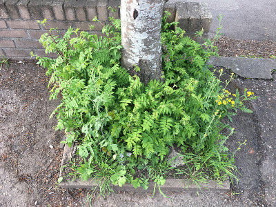 2018年5月，花落花落