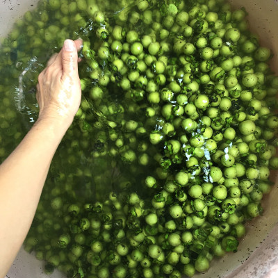 新鲜成熟的黑檀木果实为泰国本土丝绸或织物染色