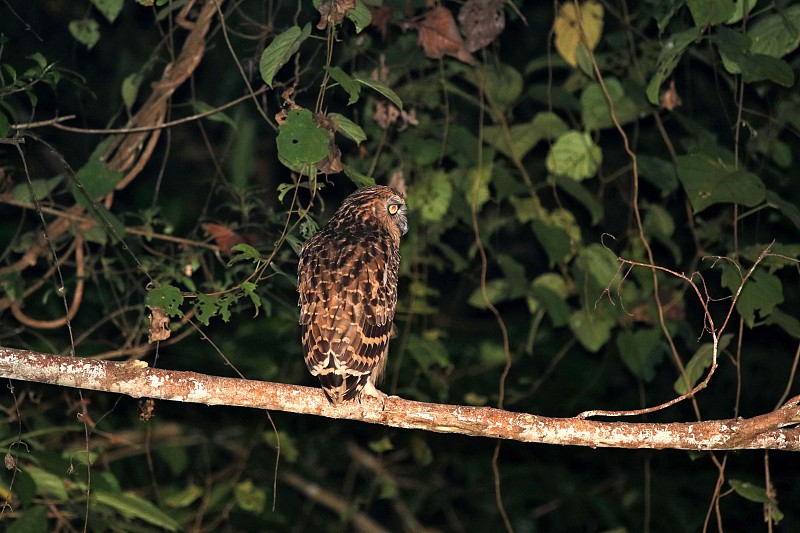 夜间buffy fish owl (Ketupa ketupu) -婆罗洲马来西亚亚洲