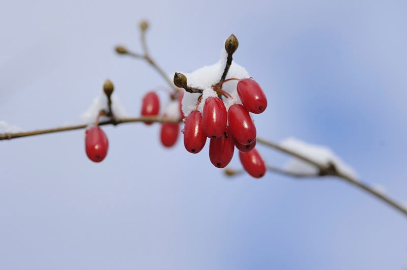 山茱萸与雪