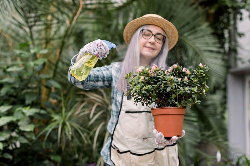 Gardening concept. Elderly woman gardener in glass