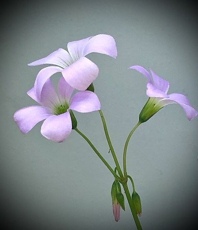 紫色酢浆花