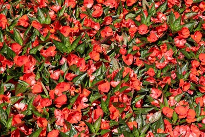 花园里的红花坛上有凤仙花