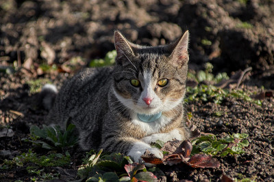 猫在肖像在一个领域