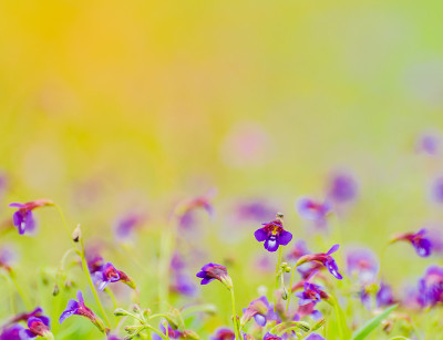 紫色的花
