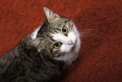 红色背景上的猫