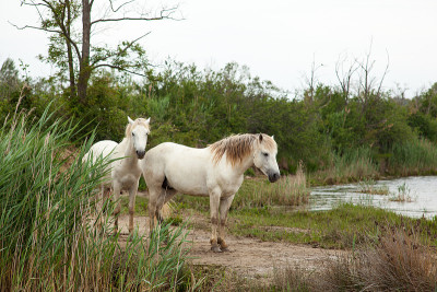Camargue horses