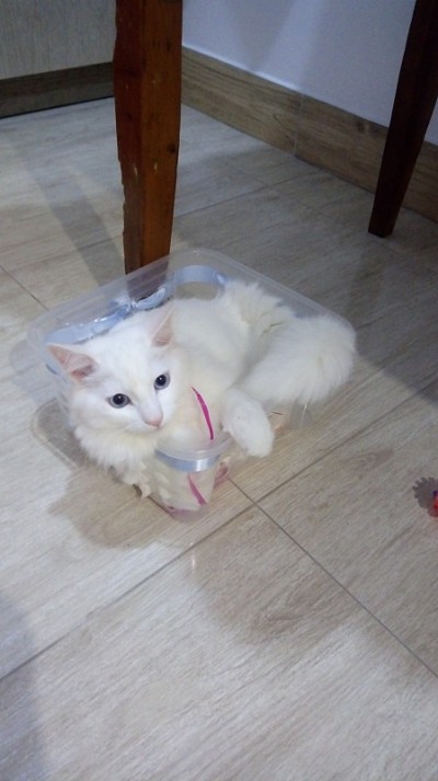 土耳其安哥拉猫