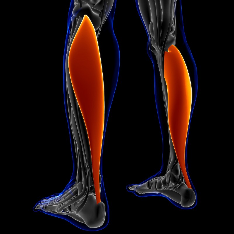 比目鱼肌解剖医学概念3D插图