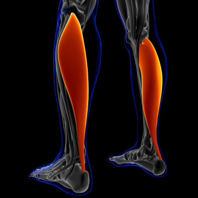 比目鱼肌解剖医学概念3D插图