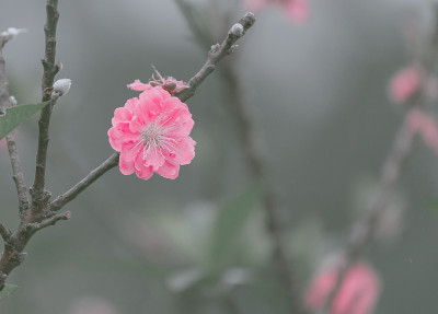 粉红色的樱花近了;花的背景;复古风格