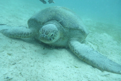 Turtles Sipadan记得