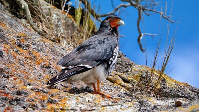 Carunculated caracara