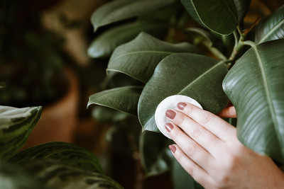 女人用手擦拭无花果绿叶上的灰尘