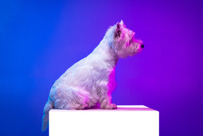 可爱的白色美丽的西部高地小猎犬的肖像孤立在霓虹灯的紫色背景。