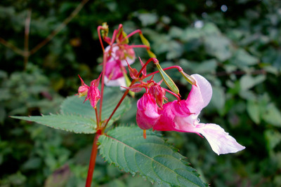 Impatiens glandulifera