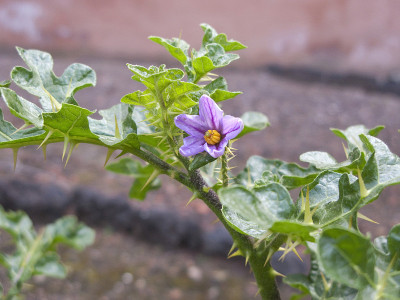 Solanum linnaenum