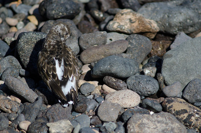 红润的turnstone (Arenaria解释)梳理。