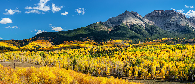 Rocky Mountain Autumn Aspen along Ridgway Colorado