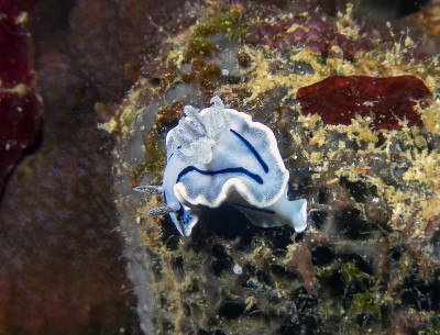 A Willans Chromodoris (Chromodoris willani)