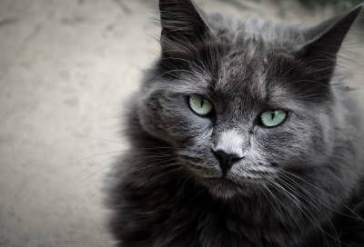 家养蓝/灰长毛猫