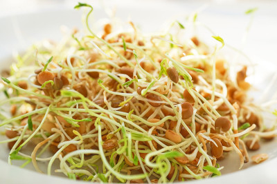 鲜扁豆发芽