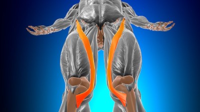 缝匠肌解剖医学概念3D