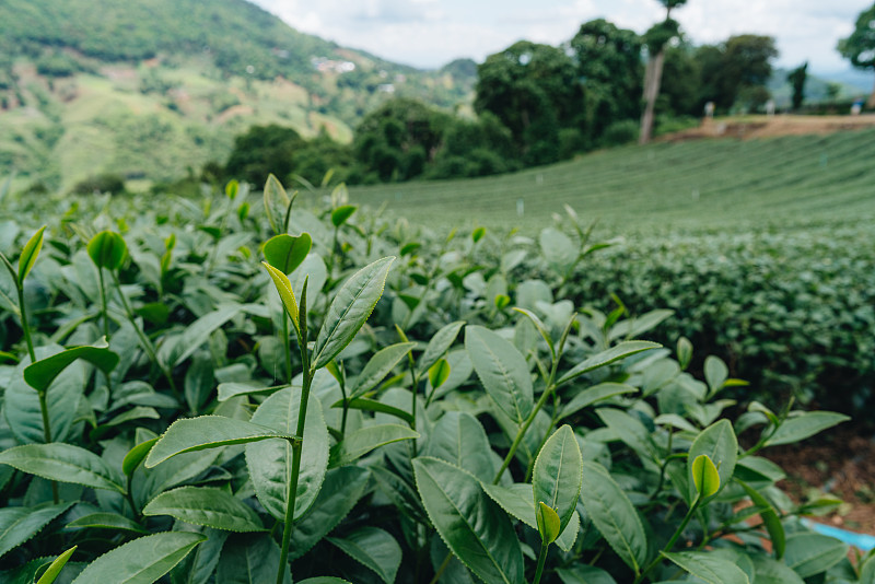 山上的茶园，Doi Mae Salong