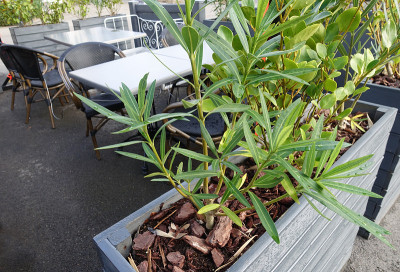 露台种植植物，咖啡桌和椅子，步行区