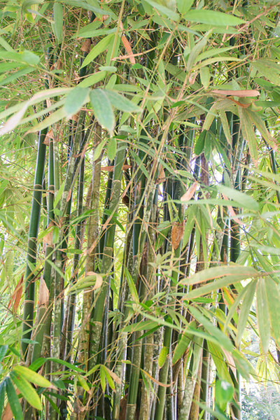 竹林