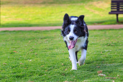 向一只有趣的柯利牧羊犬跑去