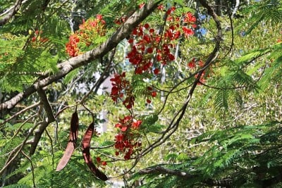 长种子荚和花的火焰树或凤梨在夏天，澳大利亚昆士兰