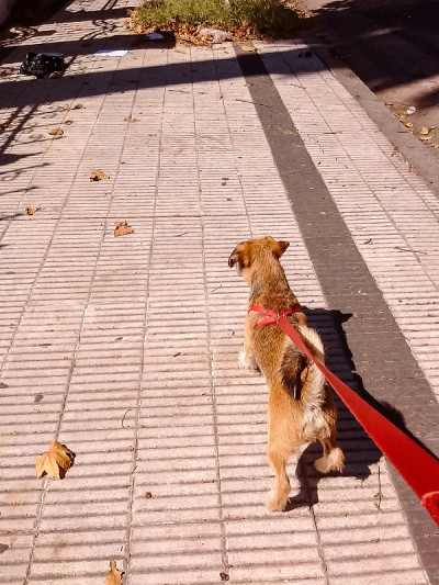 散步中的边境犬