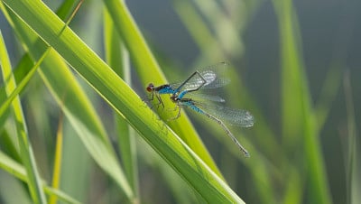 蜻蜓繁殖