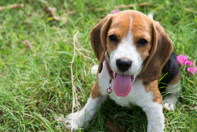 小猎犬号