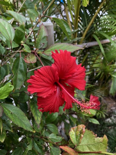 日本冲绳，芙蓉花美丽的红色