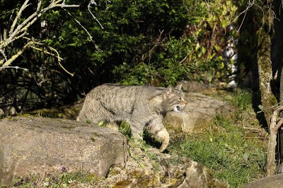 欧洲野猫