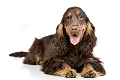 这是一只可爱的英国可卡犬