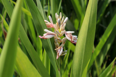 高良姜(Alpinia galanga)是一种辛辣的姜属根茎植物，是泰国烹饪中的经典食材。它也是一种
