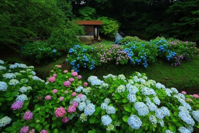 岩手县北上市绣球花和水磨