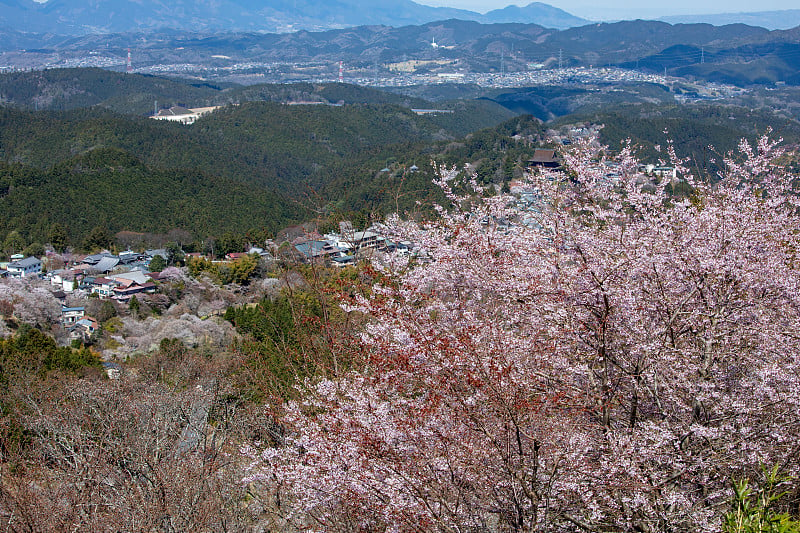 吉野山的樱花